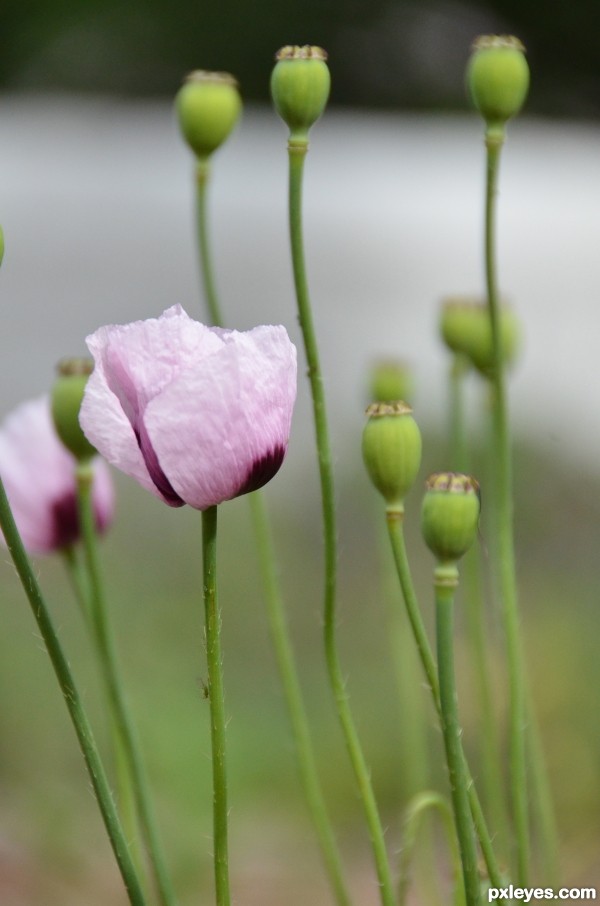 Purple flower