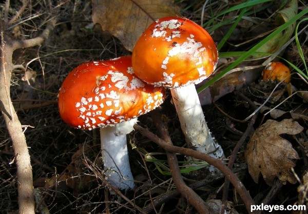 Red mushrooms