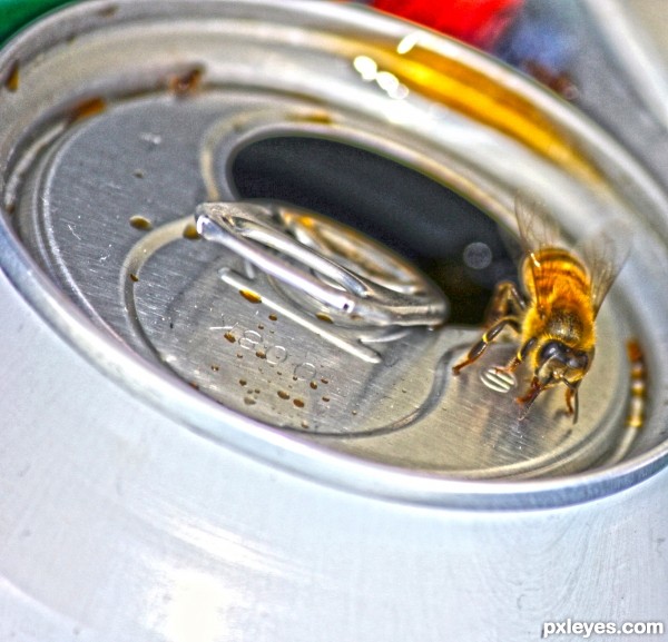 bee and the coke can