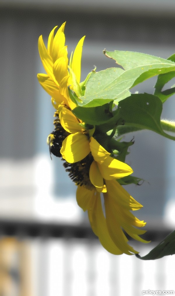 bumbble bee sunflower
