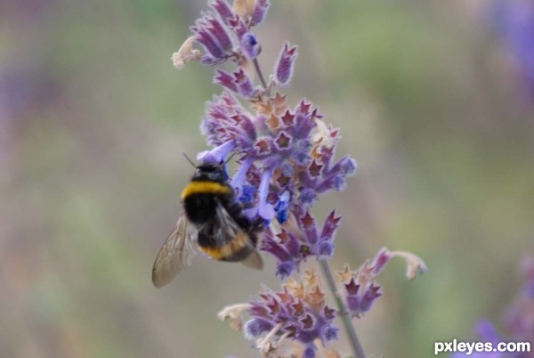 lavender bee