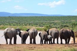 Band of elephants