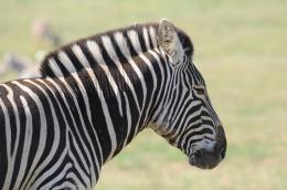 Portrait of zebra