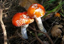 Red mushrooms