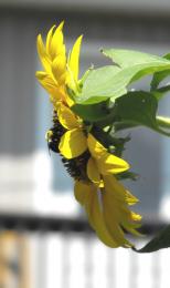 bumbble bee sunflower Picture
