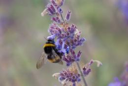 lavender bee Picture