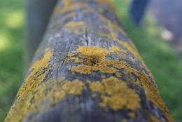 mossy log