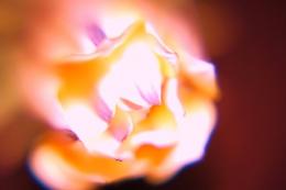 overexposed rose