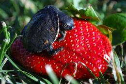 strawberry turtle