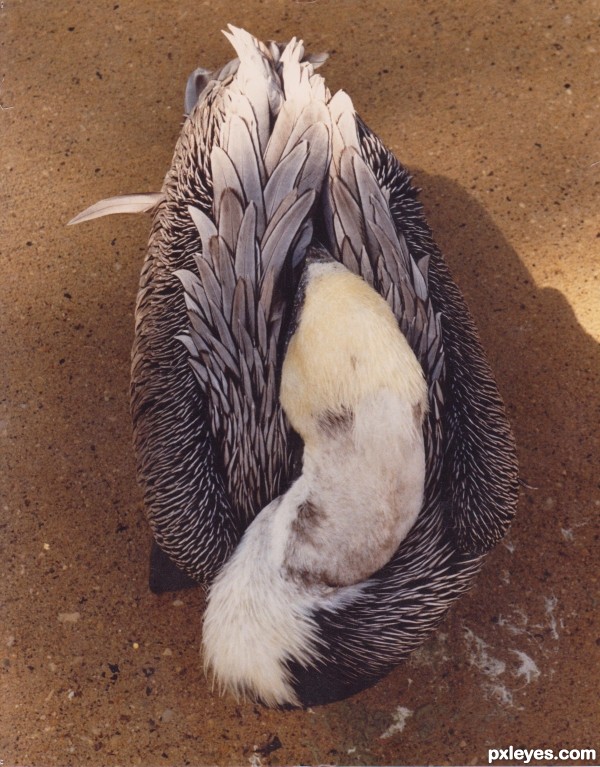 Sleepy Pelican