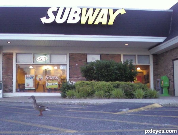 Subway duck