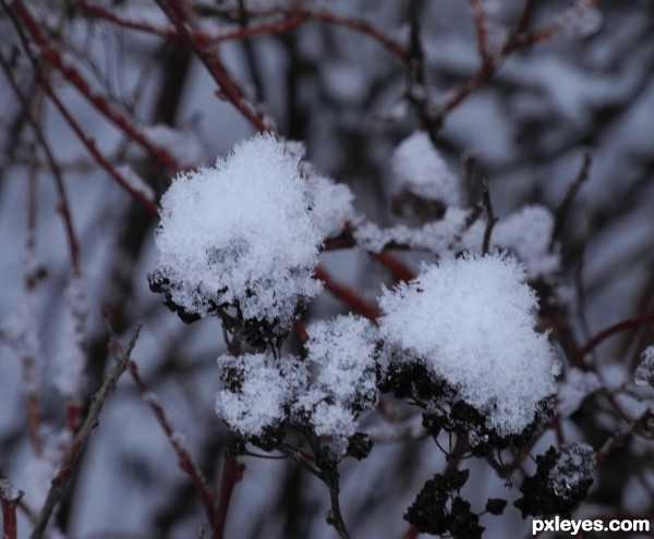 Winter flowers