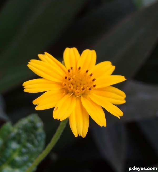 Yellow Flower