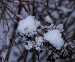 Winterflowers