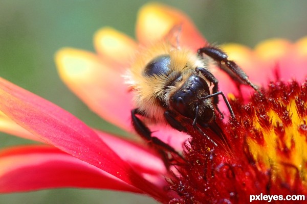 Bee on Gaillardia