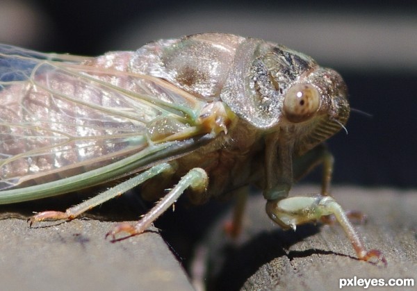 Cicada