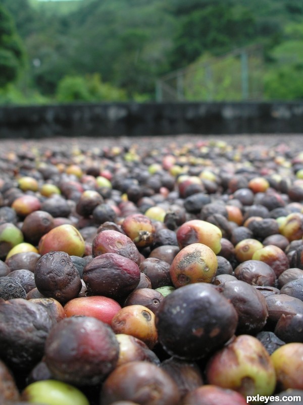 Coffee Beans