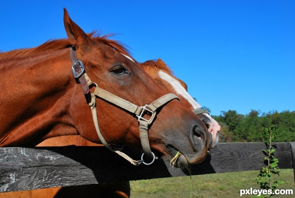 Equine Kisses