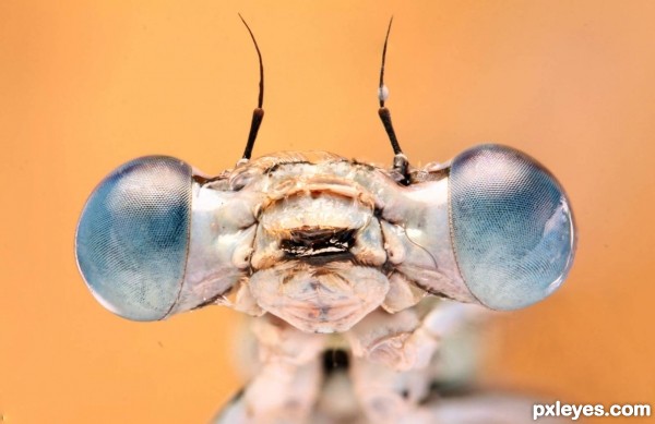 Glassy Damselfly