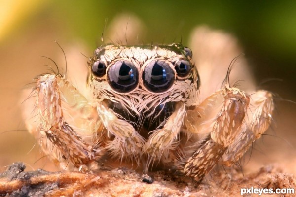 Junior Jumping Spider