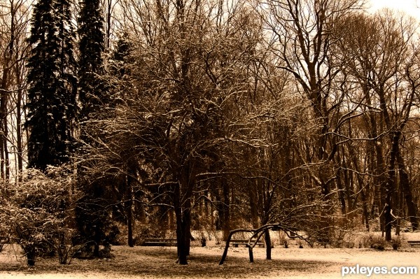 Lonely Tree