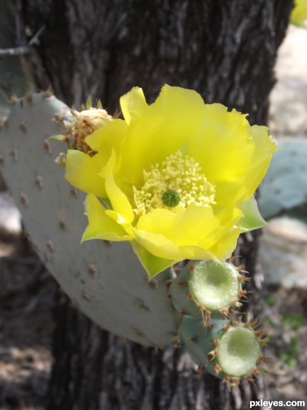 My Yellow Rose Of Texas