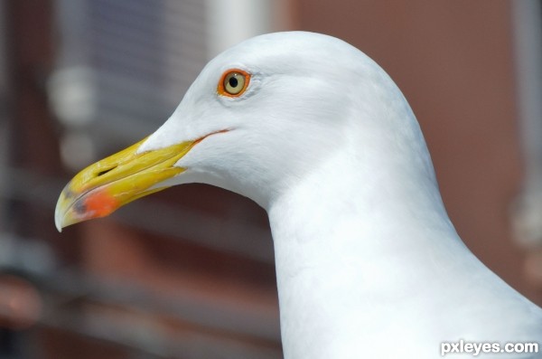 Seagull