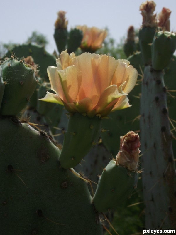 South Texas Spring Time