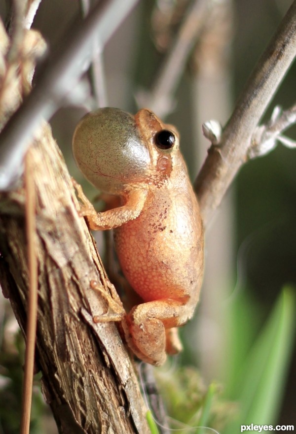 Spring Peeper