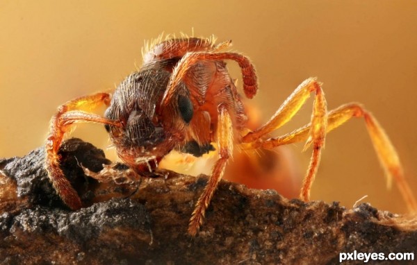 The Ant Worker