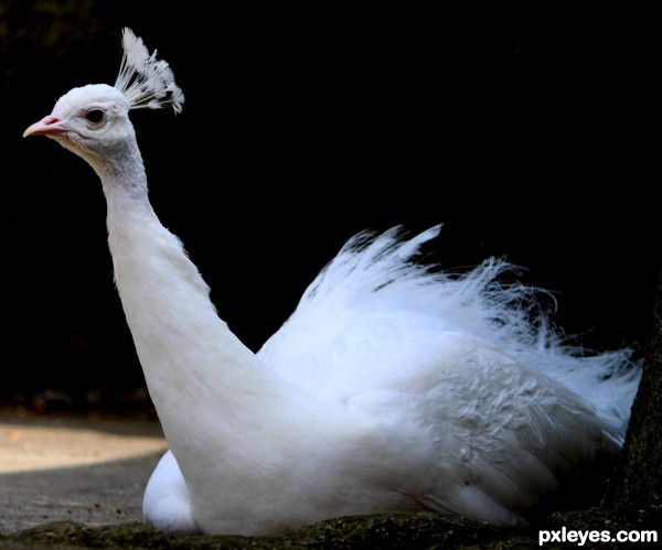 The white peacock