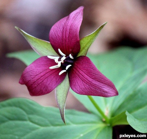 Trillium