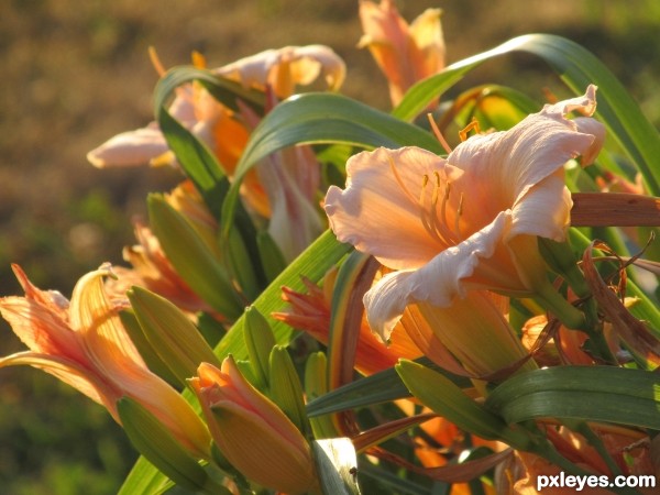 flowers