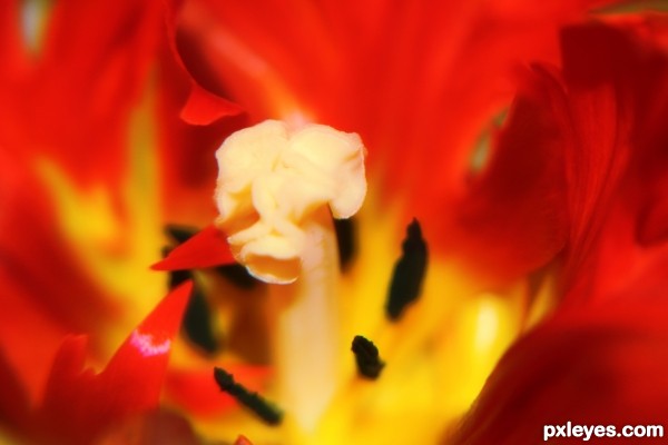 inside a flower