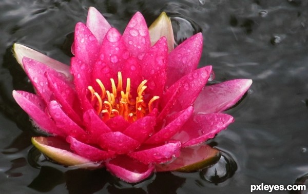 pond lilly