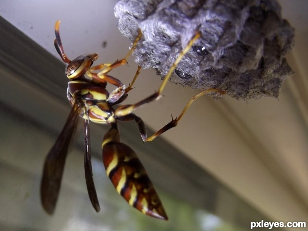  HAIL TO THE QUEEN:wasp macro