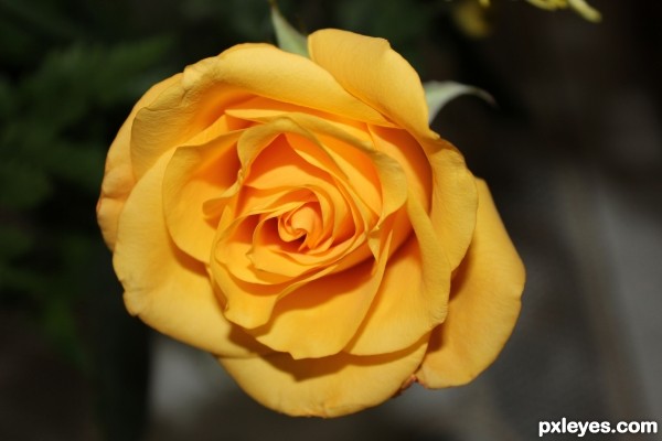 yellow rose