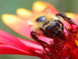 Bee on Gaillardia