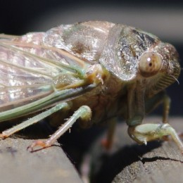 Cicada