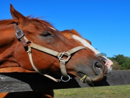 EquineKisses