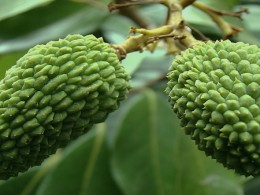 FRUITS