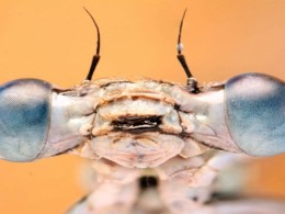 Glassy Damselfly