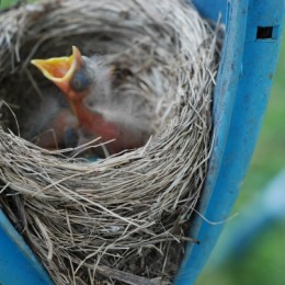 Hungry Baby Bird
