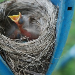 HungryBabyBird