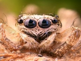 Junior Jumping Spider