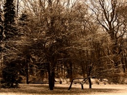 Lonely Tree