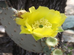 My Yellow Rose Of Texas