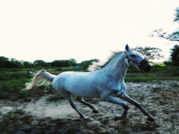 Running With the Wind