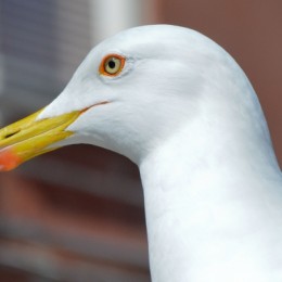 Seagull