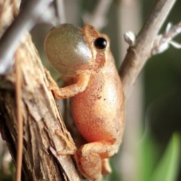 SpringPeeper